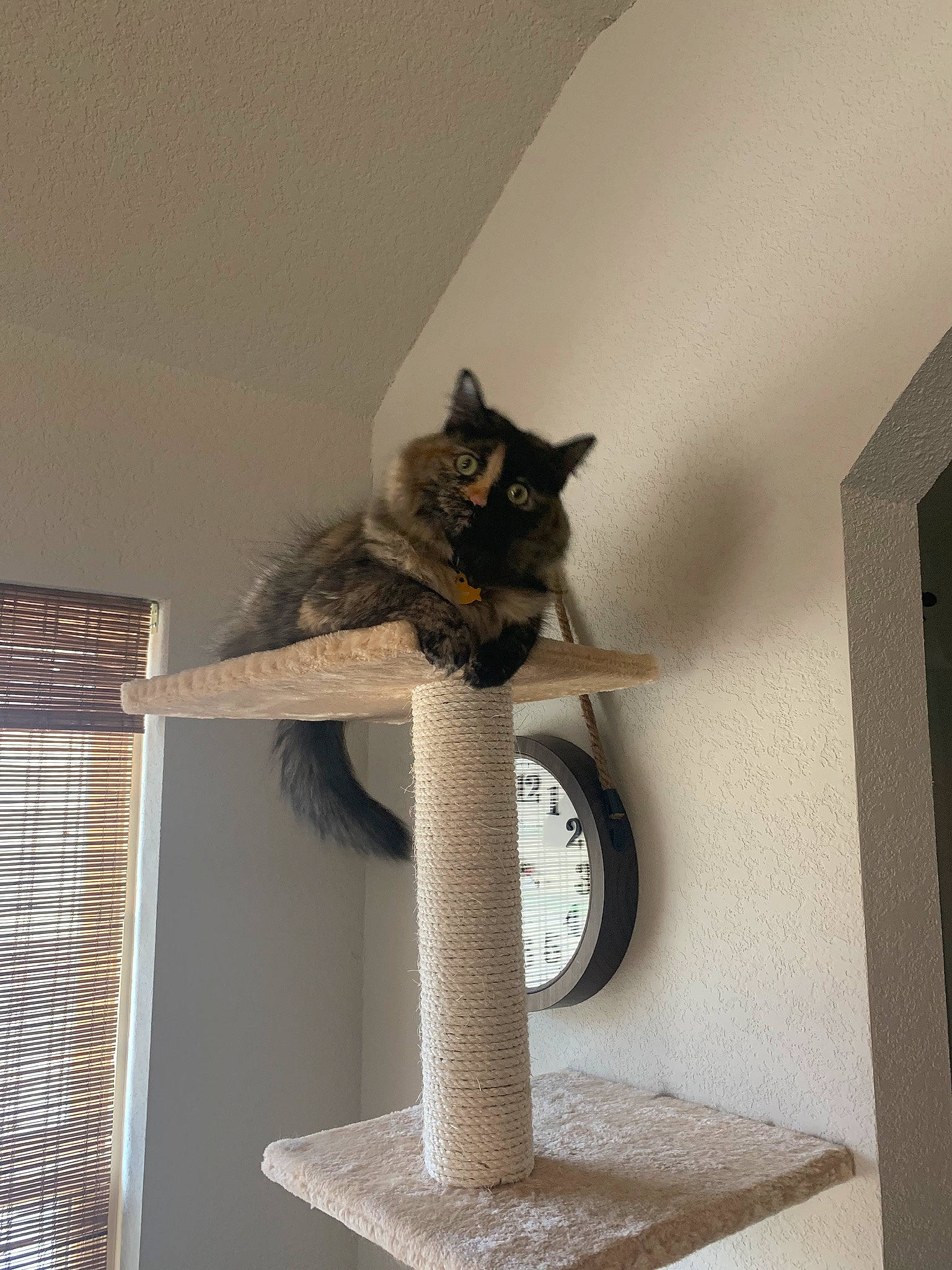 Keke joined the competition — help win amazing prizes! carnivore, cat, cat_bed, cat_furniture, cat_supply, domestic_short_haired_cat, felidae, grey, house, houseplant, pet_supply, plant, shelf, small_to_medium_sized_cats, table, tail, tree, whiskers, window, wood