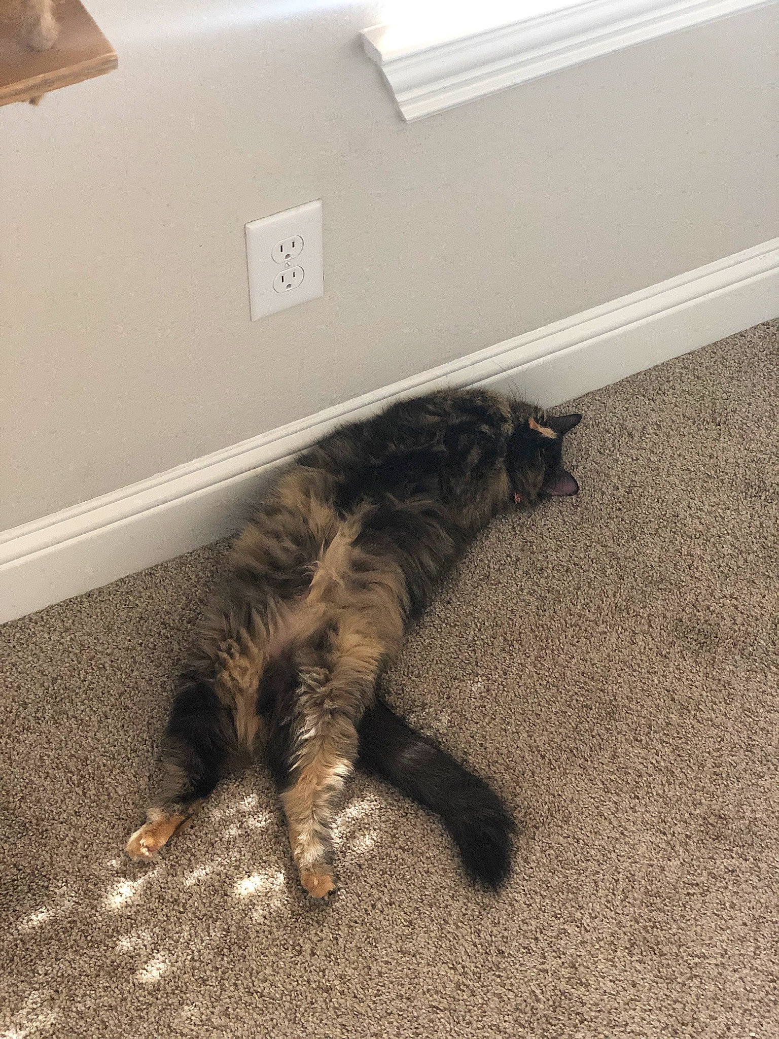 Keke is registered to the contest to win money with this photo: canidae, carnivore, cat, claw, dog_breed, domestic_short_haired_cat, felidae, floor, flooring, fur, grey, hardwood, paw, small_to_medium_sized_cats, snout, sporting_group, tail, terrestrial_animal, whiskers, wood