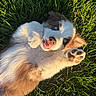 puppy, dog, grass, blue_eyes, fur, paw, tongue, playful, cute, pet, outdoor, sunlight, animal, closeup, lying_down, happy, nature, young, mammal, adorable
