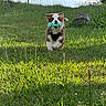 puppy, dog, grass, outdoor, toy, running, playful, nature, sunlight, greenery, field, fur, animal, happy, pet, cute, ears, mouth, daytime, young