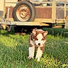 puppy, dog, grass, outdoor, sunlight, field, animal, brown, white, fur, nature, blurred_background, rustic, trailer, tire, walking, young, pet, summer, daytime