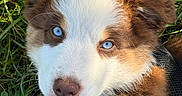 Bounty participe au concours pour gagner de l'argent avec cette photo : puppy, dog, blue_eyes, fluffy, grass, outdoor, pet, cute, closeup, brown_and_white, fur, animal, young_dog, looking_up, nature, adorable, canine, harness, face, portrait