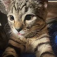 Oreo is registered to the contest to win money with this photo: kitten, cat, tabby, close_up, feline, pet, whiskers, ears, tongue, fur, striped, cute, animal, indoor, cozy, soft, blue_blanket, relaxed, young, curious