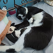 Bobbie joined the competition — help win amazing prizes! cat, black_and_white, sleeping, bed, blanket, plush_toy, paw, fur, indoor, pet, resting, cozy, feline, curled_up, cute, relaxed, whiskers, soft, domestic_animal, home