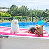 cat, dog, pool, inflatable_float, outdoor, summer, sunny, pet, animal, backyard, water, relaxing, blue_sky, greenery, fence, leisure, small_dog, white_cat, friends, daytime