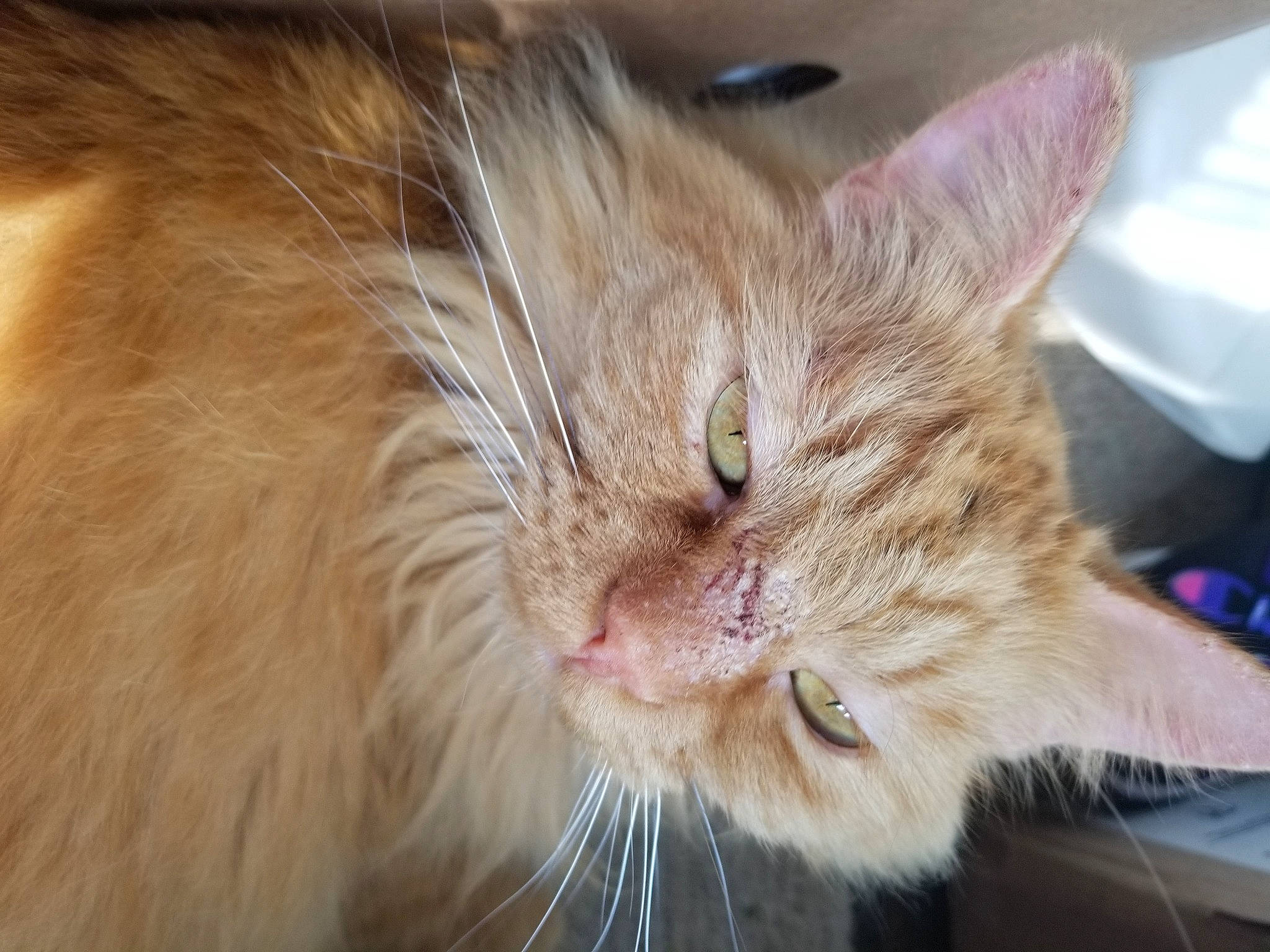 Anna is registered to the contest to win money with this photo: carnivore, cat, claw, domestic_short_haired_cat, ear, fawn, felidae, fur, paw, small_to_medium_sized_cats, snout, whiskers, window