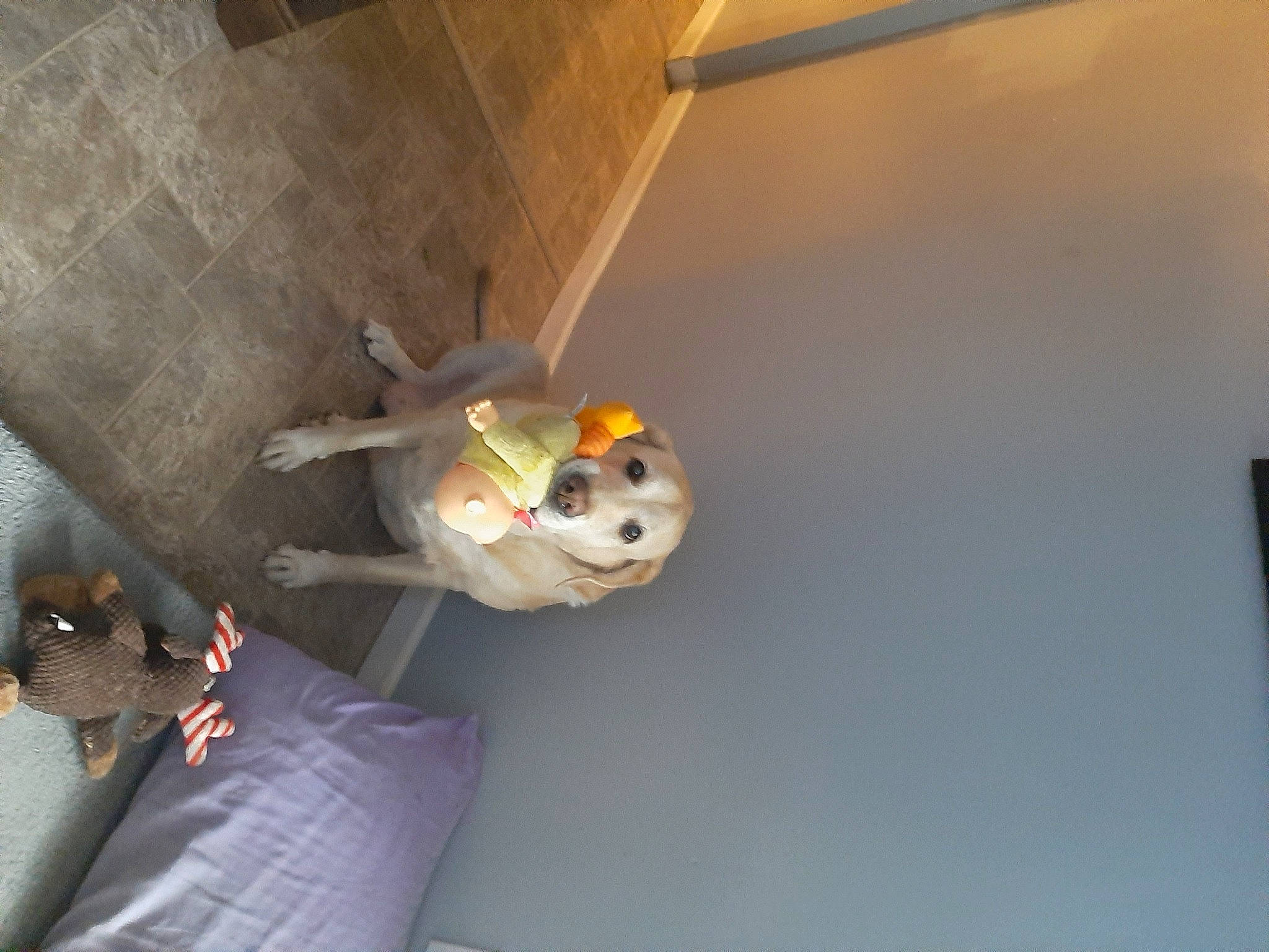 Lightning joined the competition — help win amazing prizes! ceiling, fawn, plaster, room