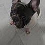 Sushi is registered to the contest to win money with this photo: dog, french_bulldog, pet, animal, ears, floor, tile_floor, indoor, looking_up, cute, small_dog, black_and_white, canine, companion, paw, snout, domestic_animal, short_hair, portrait, curious