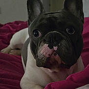 Sushi is registered to the contest to win money with this photo: dog, french_bulldog, pet, close_up, bed, blanket, indoor, animal, canine, face, ears, looking, resting, fur, snout, cute, companion, domestic, mammal, portrait