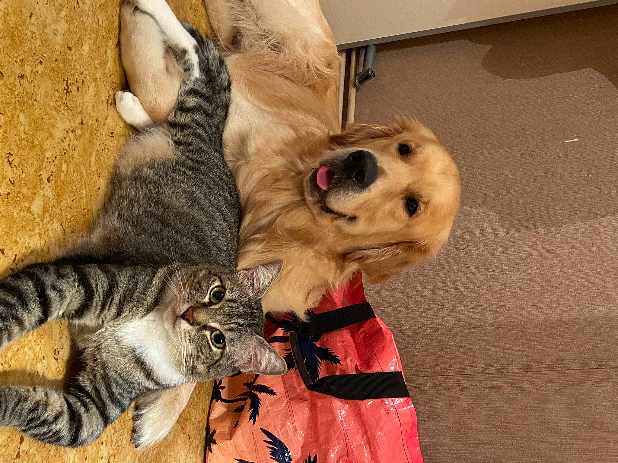 Darko participe au concours pour gagner de l'argent avec cette photo : bed, canidae, carnivore, cat, comfort, companion_dog, dog_breed, dog_supply, domestic_short_haired_cat, fawn, felidae, fur, paw, small_to_medium_sized_cats, snout, stuffed_toy, sunglasses, tail, toy, whiskers