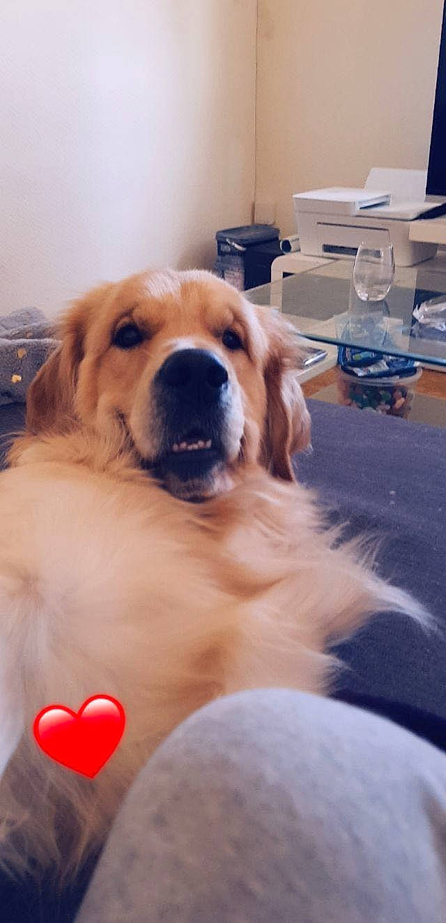 Darko a rejoint le concours — aidez-le/la à gagner de superbes lots ! blue, canidae, carnivore, chair, companion_dog, couch, dog, dog_breed, event, eye, fawn, fur, golden_retriever, guard_dog, retriever, snout, sporting_group, table, tableware, whiskers