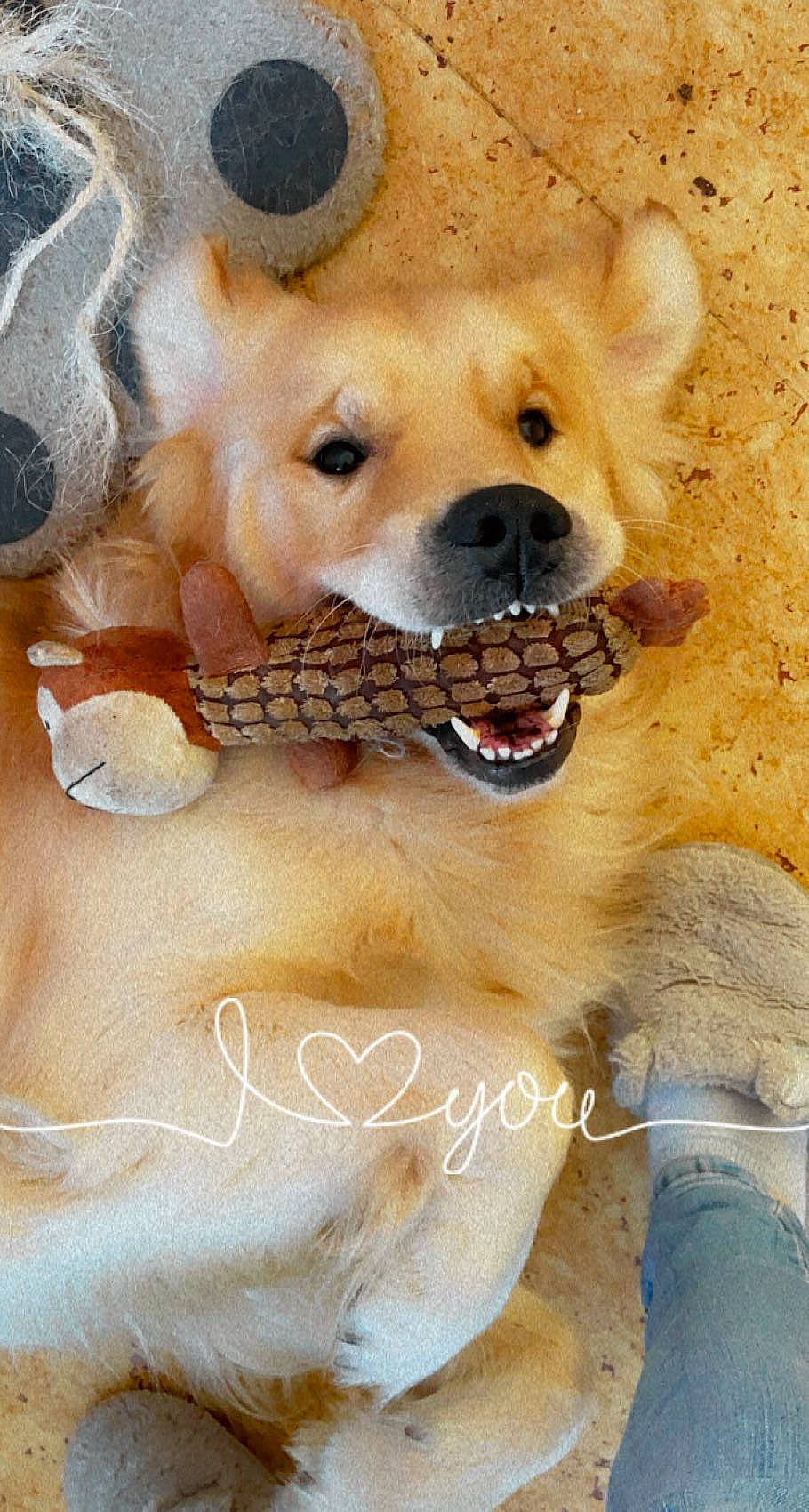 Darko a rejoint le concours — aidez-le/la à gagner de superbes lots ! carnivore, companion_dog, dog, dog_breed, fang, fawn, fur, happy, mammal, paw, photo_caption, snout, stuffed_toy, teddy_bear, terrestrial_animal, toy, vertebrate, whiskers, white, working_animal