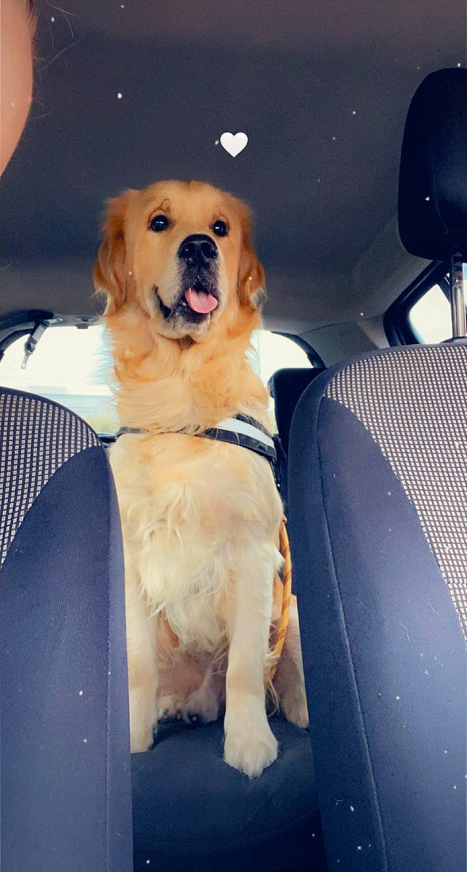 Darko participe au concours pour gagner de l'argent avec cette photo : canidae, car_seat_cover, carnivore, collar, companion_dog, dog, dog_breed, dog_collar, electric_blue, fawn, fur, golden_retriever, gun_dog, retriever, smile, snout, sporting_group, vehicle_door, whiskers, working_animal