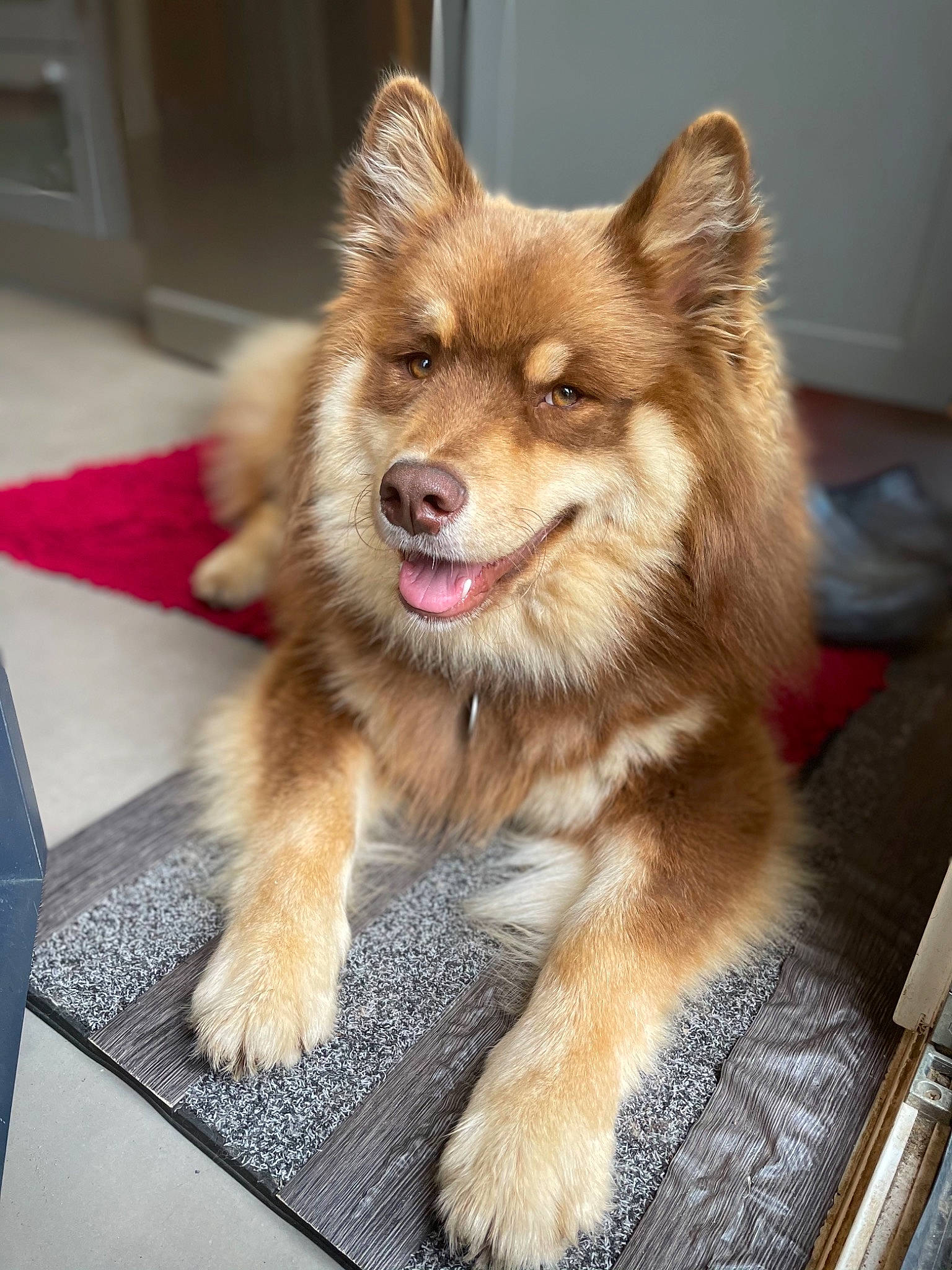 Rocky participe au concours pour gagner de l'argent avec cette photo : ancient_dog_breeds, box, canidae, carnivore, companion_dog, dog, dog_breed, door, fang, fawn, fur, plant, snout, sporting_group, working_animal, working_dog