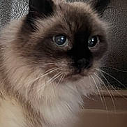 Candy participe au concours pour gagner de l'argent avec cette photo : cat, fluffy, blue_eyes, close_up, feline, whiskers, curious, indoor, pet, animal, mammal, fur, portrait, ears, face, domestic, long_hair, looking, soft_light, texture