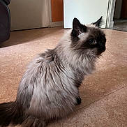 Candy a rejoint le concours — aidez-le/la à gagner de superbes lots ! cat, feline, long_hair, fluffy, blue_eyes, sitting, indoor, tiled_floor, door, doorway, whiskers, tail, ears, portrait, pet, fur_pattern, domestic_animal, brown_tone, soft_lighting, curious_gaze