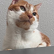 Polochon a rejoint le concours — aidez-le/la à gagner de superbes lots ! animal, cat, close_up, curious, ears, eyes, face, feline, fur, ginger_cat, indoor, looking_up, nose, pet, portrait, soft_light, texture, wall, whiskers, white_fur