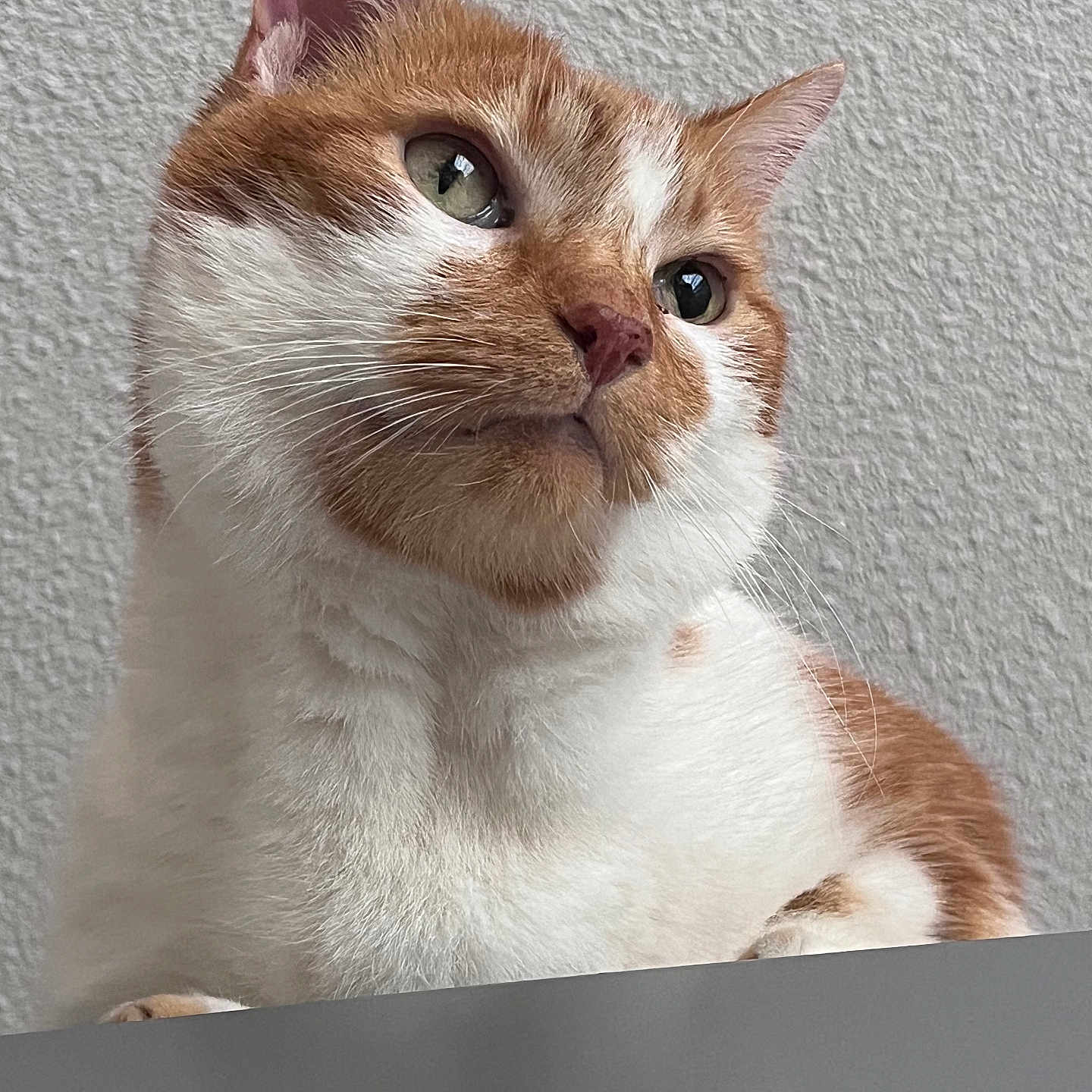 Polochon a rejoint le concours — aidez-le/la à gagner de superbes lots ! animal, cat, close_up, curious, ears, eyes, face, feline, fur, ginger_cat, indoor, looking_up, nose, pet, portrait, soft_light, texture, wall, whiskers, white_fur