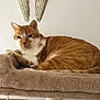 cat, ginger_cat, tabby, pet, feline, cat_tree, plush, cozy, indoor, resting, whiskers, paws, face, wall_decor, angel_wings, furniture, home, portrait, relaxed, domestic_animal