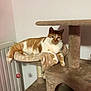 Polochon participe au concours pour gagner de l'argent avec cette photo : cat, orange_tabby, white_fur, feline, pet, cat_tree, scratching_post, plush, indoor, radiator, relaxed, lounging, paw, whiskers, ears, looking_at_camera, cozy, furniture, portrait, home