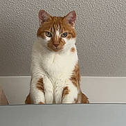 Polochon a rejoint le concours — aidez-le/la à gagner de superbes lots ! appliance, cat, ceiling_texture, disney_characters, goofy, green_eyes, home, indoor, looking_at_camera, magnet, mickey_mouse, minnie_mouse, orange_cat, paws, pet, portrait, refrigerator, sitting, whiskers, white_fur