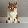 appliance, cat, ceiling_texture, disney_characters, goofy, green_eyes, home, indoor, looking_at_camera, magnet, mickey_mouse, minnie_mouse, orange_cat, paws, pet, portrait, refrigerator, sitting, whiskers, white_fur