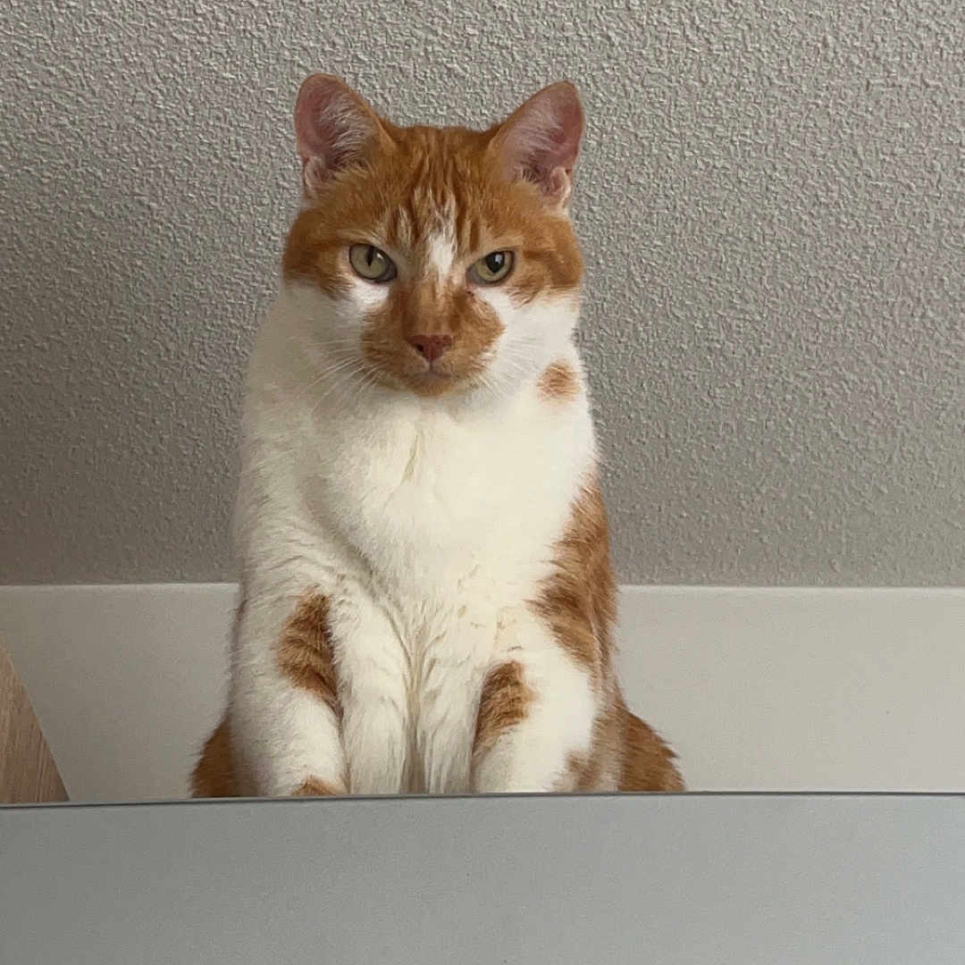 Polochon a rejoint le concours — aidez-le/la à gagner de superbes lots ! appliance, cat, ceiling_texture, disney_characters, goofy, green_eyes, home, indoor, looking_at_camera, magnet, mickey_mouse, minnie_mouse, orange_cat, paws, pet, portrait, refrigerator, sitting, whiskers, white_fur