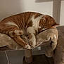 Polochon participe au concours pour gagner de l'argent avec cette photo : cat, sleeping_cat, orange_cat, ginger_cat, pet, indoor, cat_tree, blanket, cozy, fur, paws, whiskers, nap, sleeping, home, furniture, hanging_toy, soft, cute, relaxed