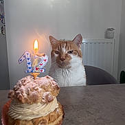 Polochon participe au concours pour gagner de l'argent avec cette photo : cat, orange_cat, white_cat, feline, pet, birthday_candle, cake, pastry, dessert, table, indoor, portrait, whiskers, face, sitting, bored_expression, radiator, chair, flame, celebration