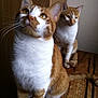 cat, ginger_cat, white_cat, two_cats, pets, animal, feline, domestic_cat, curious, sitting, wooden_surface, indoor, fur, whiskers, ears, eyes, tail, companions, quiet, calm