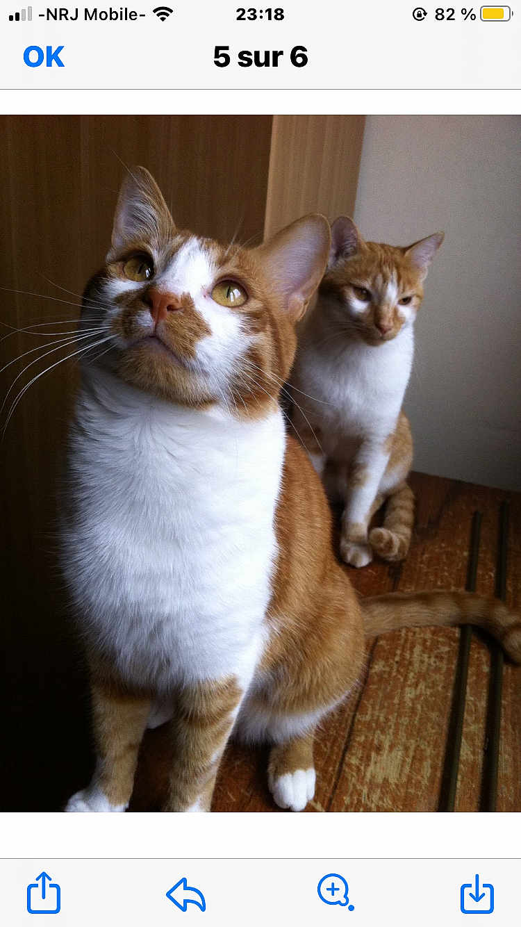 Polochon a rejoint le concours — aidez-le/la à gagner de superbes lots ! cat, ginger_cat, white_cat, two_cats, pets, animal, feline, domestic_cat, curious, sitting, wooden_surface, indoor, fur, whiskers, ears, eyes, tail, companions, quiet, calm