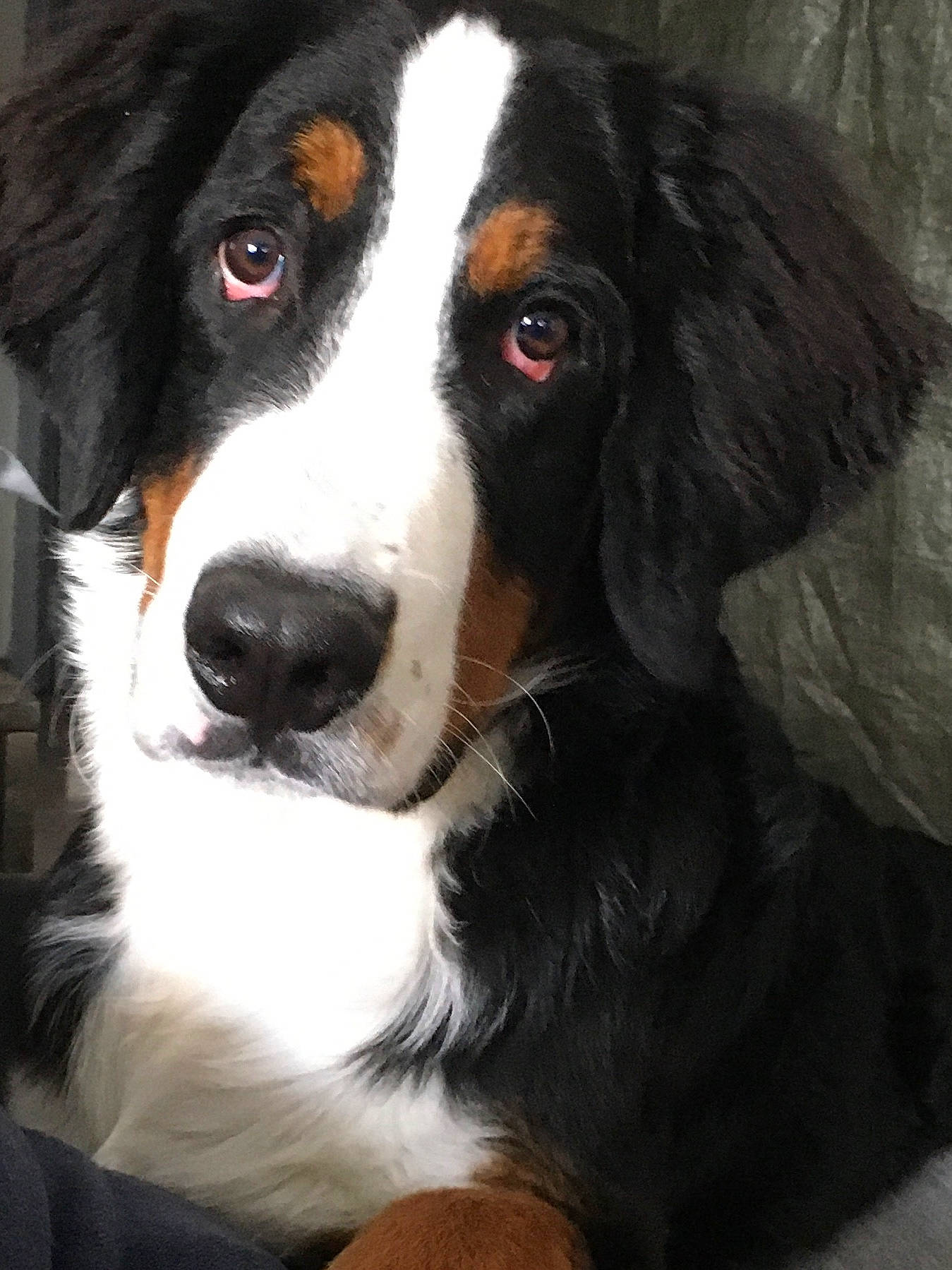 Yoda participe au concours pour gagner de l'argent avec cette photo : ancient_dog_breeds, bernese_mountain_dog, bored, canidae, carnivore, companion_dog, dog, dog_breed, door, fur, giant_dog_breed, herding_dog, hunting_dog, snout, terrestrial_animal, whiskers, working_animal, working_dog