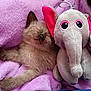 Marty participe au concours pour gagner de l'argent avec cette photo : kitten, cat, plush_toy, elephant, blanket, purple, soft, sleeping, cozy, cute, pet, furry, toy, indoor, relaxing, snuggling, comfort, animal, resting, bed