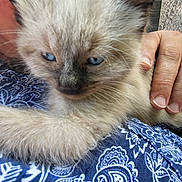 Marty participe au concours pour gagner de l'argent avec cette photo : kitten, cat, blue_eyes, fluffy, close_up, person, hand, glasses, patterned_shirt, blue_shirt, holding, pet, animal, furry, cute, domestic_animal, young_cat, face, whiskers, soft