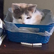 Callie joined the competition — help win amazing prizes! animal, basket, blue_basket, cat, container, cozy, curious, cute, domestic_cat, feline, furry, gray_cat, household, indoor, pet, relaxed, resting, small_animal, white_cat, wooden_surface