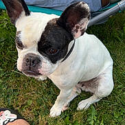 Caline a rejoint le concours — aidez-le/la à gagner de superbes lots ! dog, french_bulldog, grass, outdoor, pet, animal, ear, face, black_and_white, sitting, person, shoe, leg, lawn_chair, relaxing, nature, summer, cute, companion, domestic_animal