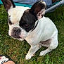 dog, french_bulldog, grass, outdoor, pet, animal, ear, face, black_and_white, sitting, person, shoe, leg, lawn_chair, relaxing, nature, summer, cute, companion, domestic_animal