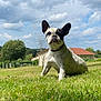 animal, backyard, canine, clouds, collar, daylight, dog, french_bulldog, grass, greenery, house, leaf, mammal, nature, outdoor, pet, resting, sky, summer, tree
