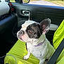 animal, canine, car_interior, collar, companion, dog, domestic_animal, french_bulldog, green_seat_cover, looking_out_window, pet, road, seat, seatbelt, side_mirror, sunlight, transportation, travel, trees, window
