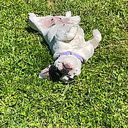 Caline a rejoint le concours — aidez-le/la à gagner de superbes lots ! animal, canine, collar, cute, daylight, dog, field, grass, greenery, happy, lying_down, mammal, nature, outdoor, pet, playful, relaxed, resting, summer, sunny