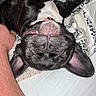 Balthazar a rejoint le concours — aidez-le/la à gagner de superbes lots ! dog, black_dog, lying_down, bed, upside_down, tongue_out, relaxed, pet, animal, domestic_animal, indoor, bed_sheet, human_arm, close_up, sleeping, cute, canine, fur, nose, ear