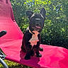 Balthazar a rejoint le concours — aidez-le/la à gagner de superbes lots ! dog, puppy, french_bulldog, black_and_white, pink_chair, outdoor, sunlight, greenery, grass, pet, cute, sitting, happy, tongue_out, summer, nature, animal, playful, canine, relaxing