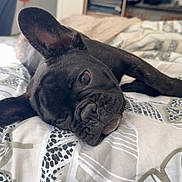 Balthazar participe au concours pour gagner de l'argent avec cette photo : dog, french_bulldog, bed, indoor, pet, animal, black_dog, lying_down, ear_up, ear_down, cute, relaxed, portrait, bedspread, pattern, canine, companion, domestic_animal, sleepy, close_up