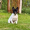 Gaspard a rejoint le concours — aidez-le/la à gagner de superbes lots ! dog, french_bulldog, puppy, grass, lawn, gate, wooden_gate, outdoor, greenery, sunlight, pet, animal, nature, cute, sitting, ears, fur, garden, summer, daytime