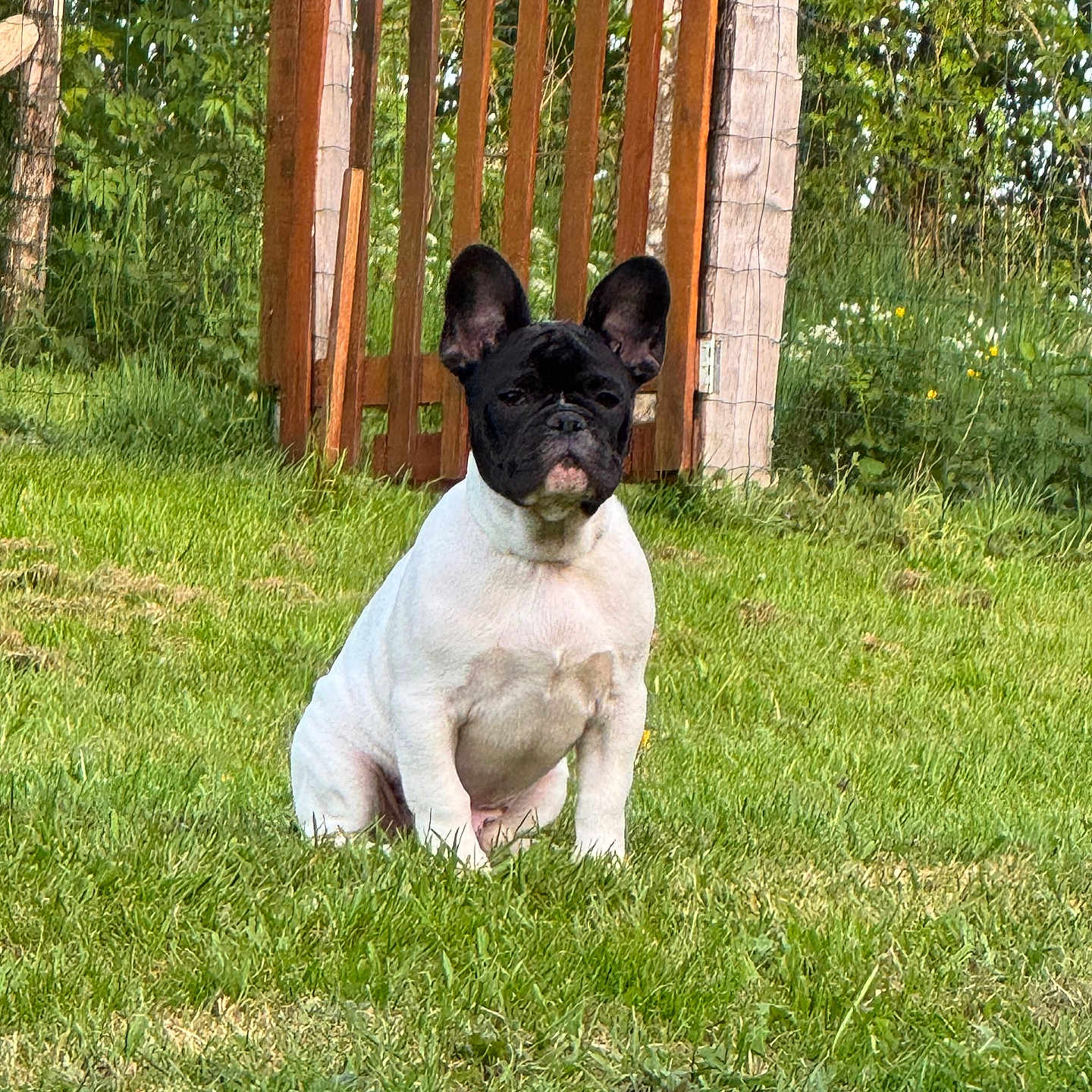 Gaspard a rejoint le concours — aidez-le/la à gagner de superbes lots ! dog, french_bulldog, puppy, grass, lawn, gate, wooden_gate, outdoor, greenery, sunlight, pet, animal, nature, cute, sitting, ears, fur, garden, summer, daytime