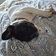 Gaspard a rejoint le concours — aidez-le/la à gagner de superbes lots ! dog, sleeping, bed, blanket, pattern, indoor, cozy, black_and_white, rest, pet, canine, collar, fur, paw, soft_light, bedroom, window, dresser, relaxation, domestic