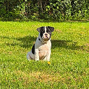 Buzz a rejoint le concours — aidez-le/la à gagner de superbes lots ! puppy, dog, grass, greenery, outdoor, sunlight, pet, black_and_white, cute, young_dog, nature, leafy_bushes, animal, sitting, summer, garden, adorable, canine, playful, daylight