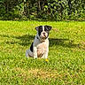 adorable, animal, black_and_white, canine, cute, daylight, dog, garden, grass, greenery, leafy_bushes, nature, outdoor, pet, playful, puppy, sitting, summer, sunlight, young_dog