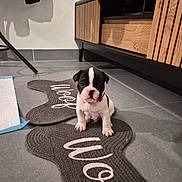 Buzz participe au concours pour gagner de l'argent avec cette photo : puppy, dog, indoor, floor, rug, black_and_white, cute, small, pet, animal, cabinet, tile_floor, collar, sitting, looking_at_camera, home, furniture, coat, shadow, adorable