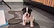 Buzz participe au concours pour gagner de l'argent avec cette photo : adorable, animal, black_and_white, cabinet, coat, collar, cute, dog, floor, furniture, home, indoor, looking_at_camera, pet, puppy, rug, shadow, sitting, small, tile_floor